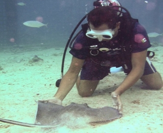  Immersioni con le razze